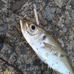 アジもガシラも小さい